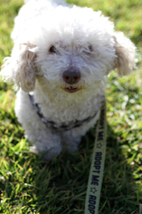 Bichpoo Dogs for adoption in Mission Viejo, CA, USA