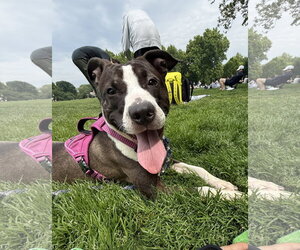 Mutt Dogs for adoption in Rockaway, NJ, USA