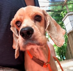 Cocker Spaniel Dogs for adoption in Rockaway, NJ, USA