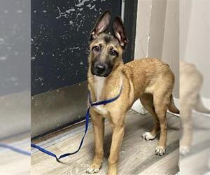 Mutt Dogs for adoption in Redlands, CA, USA