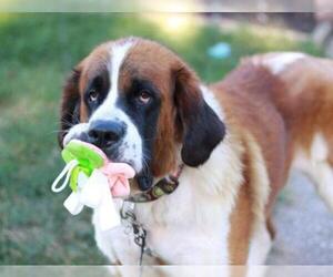 Saint Bernard Dogs for adoption in Newport, KY, USA