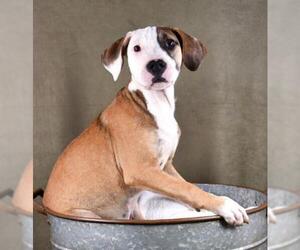 Bulloxer Dogs for adoption in Sheridan, CO, USA