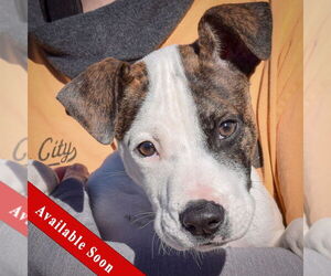 American Staffordshire Terrier-Bull Terrier Mix Dogs for adoption in Huntley, IL, USA