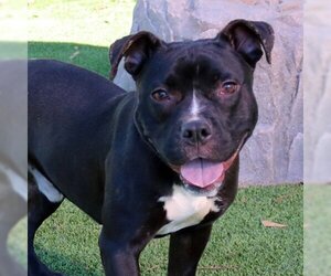 Staffordshire Bull Terrier-Unknown Mix Dogs for adoption in Gainesville, GA, USA