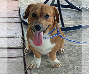 Beagi Dogs for adoption in Oakhurst, NJ, USA