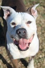 Bullypit Dogs for adoption in Chichester, NH, USA