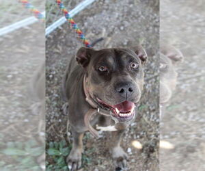 American Pit Bull Terrier-Unknown Mix Dogs for adoption in Oakhurst, NJ, USA