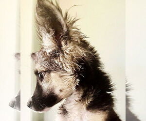 Mutt Dogs for adoption in Fallbrook, CA, USA