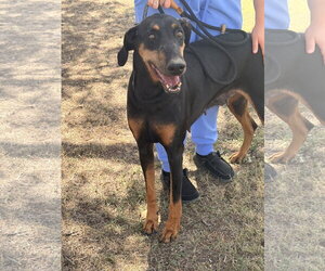Doberman Pinscher-Unknown Mix Dogs for adoption in Las Vegas, NM, USA