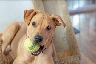 American Pit Bull Terrier-Labrador Retriever Mix Dogs for adoption in Algona, IA, USA