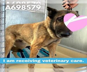 German Shepherd Dog-Unknown Mix Dogs for adoption in San Antonio, TX, USA