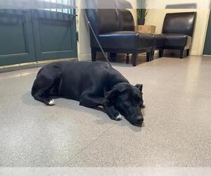 Labrador Retriever-Unknown Mix Dogs for adoption in Pasadena, CA, USA