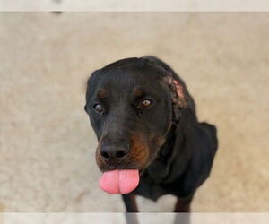 Rottweiler-Unknown Mix Dogs for adoption in Tulsa, OK, USA