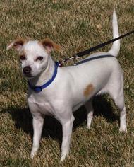 Jack Russell Terrier-Unknown Mix Dogs for adoption in Tehachapi, CA, USA