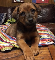 Sheprador Dogs for adoption in Longview, TX, USA