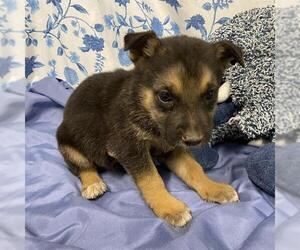 German Shepherd Dog-Unknown Mix Dogs for adoption in Modesto, CA, USA