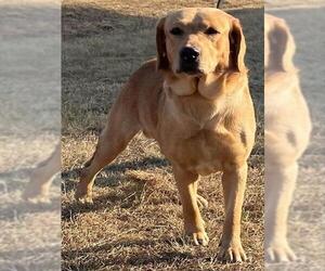 Golden Labrador Dogs for adoption in Augusta, GA, USA
