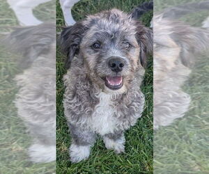 Poodle (Standard)-Shih Tzu Mix Dogs for adoption in San Bernardino, CA, USA