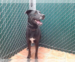 Shepradors Dogs for adoption in Downey, CA, USA