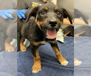 Rottweiler Dogs for adoption in Woodland, CA, USA