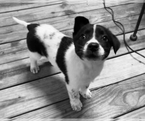 Border Collie-Unknown Mix Dogs for adoption in Minneapolis, MN, USA