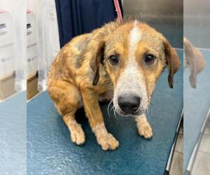 Beagle-Unknown Mix Dogs for adoption in Mobile, AL, USA