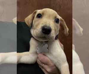 Labrador Retriever-Unknown Mix Dogs for adoption in Holly Springs, NC, USA
