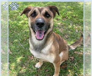 Medium Photo #1 American Pit Bull Terrier-German Shepherd Dog Mix Puppy For Sale in Sugar Land, TX, USA