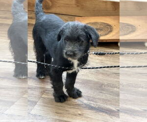 Labradoodle Dogs for adoption in Polson, MT, USA