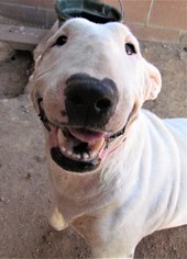 Bull Terrier Dogs for adoption in San Tan Valley, AZ, USA