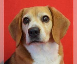 Beagle Dogs for adoption in Eureka, CA, USA