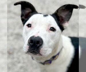 Mutt Dogs for adoption in Jefferson, WI, USA
