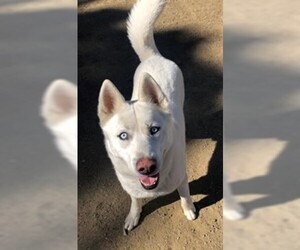 Akita-Siberian Husky Mix Dogs for adoption in Santa Clarita, CA, USA