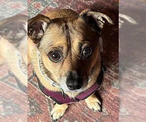 Chiweenie Dogs for adoption in Brooklyn Center, MN, USA