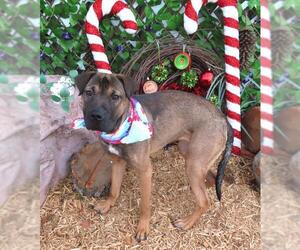 Chinese Shar-Pei-Unknown Mix Dogs for adoption in Oklahoma City, OK, USA
