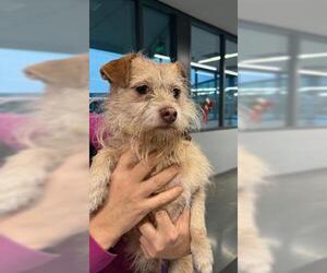 Mutt Dogs for adoption in San Martin, CA, USA