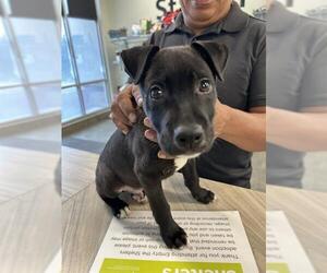 Labrador Retriever-Unknown Mix Dogs for adoption in San Antonio, TX, USA