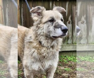 Great Pyrenees Dogs for adoption in Westminster, MD, USA