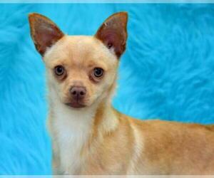 Chihuahua Dogs for adoption in Eureka, CA, USA