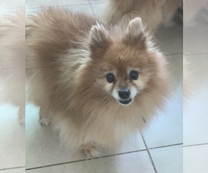 Pomeranian Dogs for adoption in Sonora, CA, USA