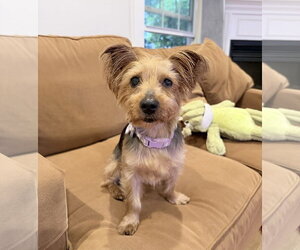 Mutt Dogs for adoption in Allentown,, PA, USA