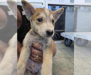 Huskies -Unknown Mix Dogs for adoption in San Antonio, TX, USA