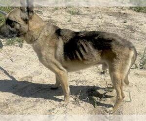 German Shepherd Dog Dogs for adoption in Houston, TX, USA