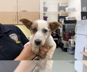 Mutt Dogs for adoption in Lee's Summit, MO, USA