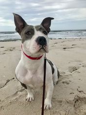 Small American Pit Bull Terrier-Basset Hound Mix