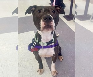 American Pit Bull Terrier-Unknown Mix Dogs for adoption in Millersville, MD, USA