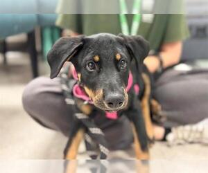 Doberman Pinscher-Unknown Mix Dogs for adoption in Santa Rosa, CA, USA