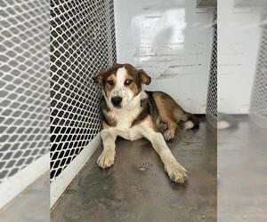 Collie-Unknown Mix Dogs for adoption in Bakersfield, CA, USA