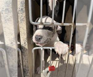 American Pit Bull Terrier-Unknown Mix Dogs for adoption in Oklahoma City, OK, USA