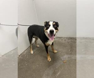 Greater Swiss Mountain Dog-Labrador Retriever Mix Dogs for adoption in Rosenberg, TX, USA
